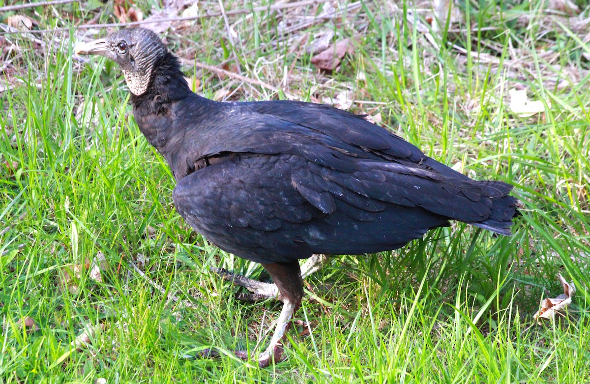 Black Vulture - Russ Sulich