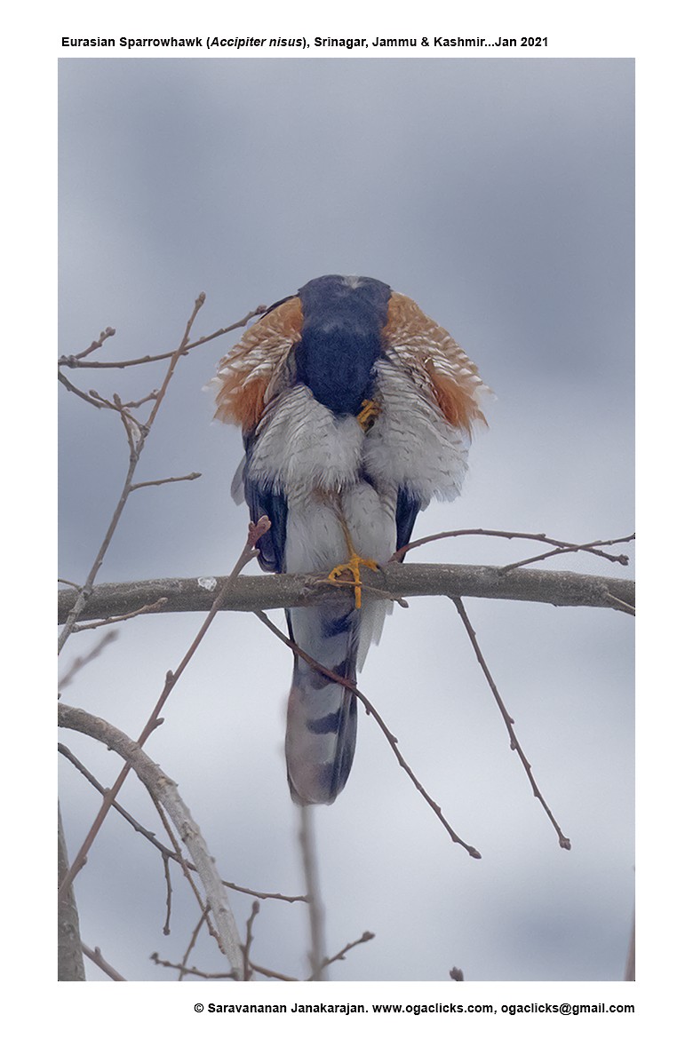 Eurasian Sparrowhawk - ML617217171