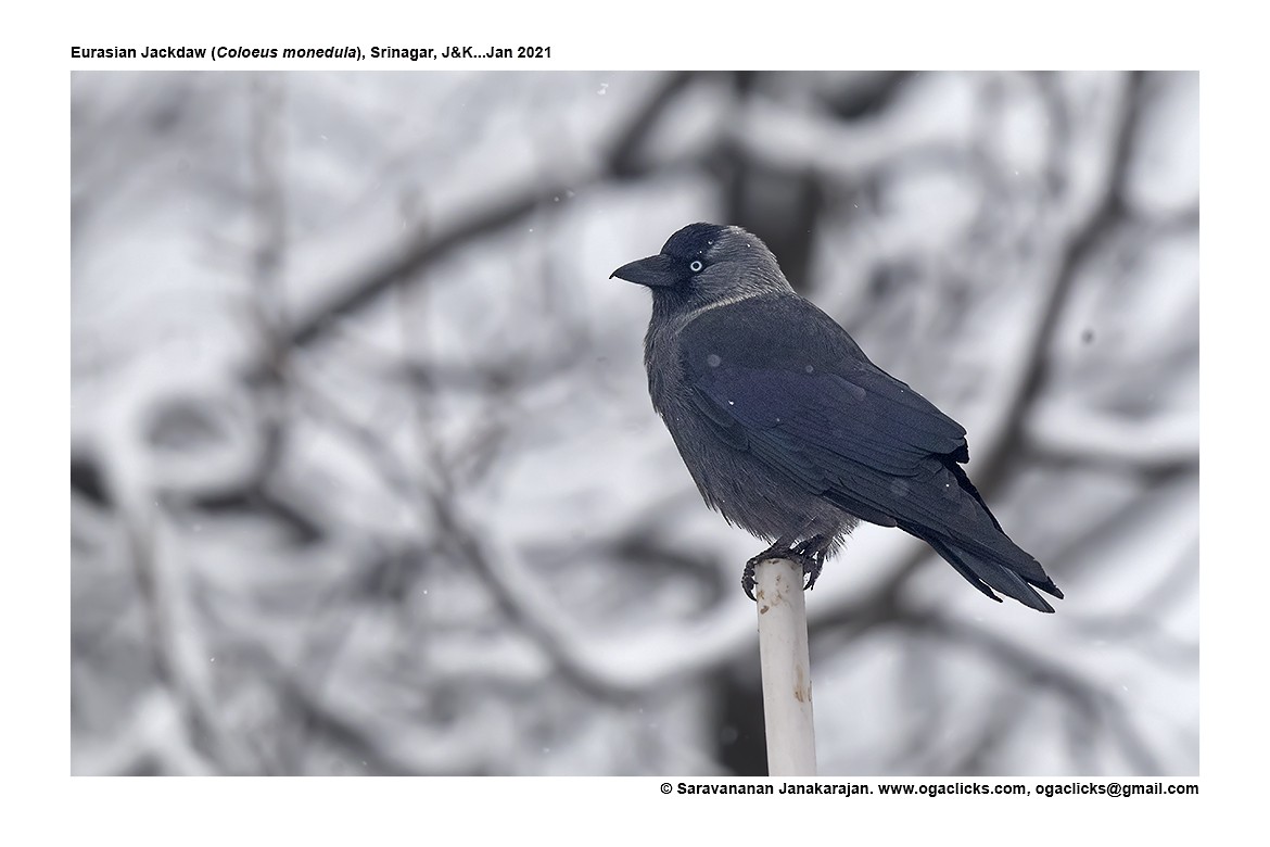 Eurasian Jackdaw - ML617217176