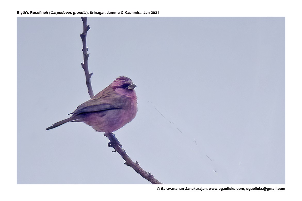 Blyth's Rosefinch - ML617217182