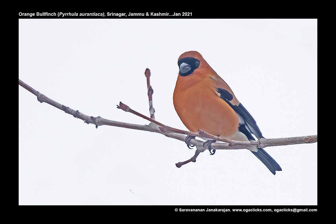 Orange Bullfinch - Saravanan Janakarajan