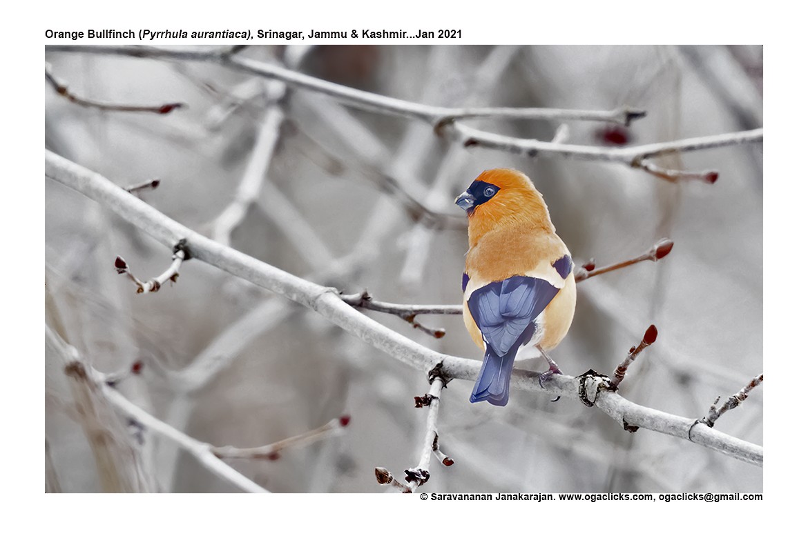 Orange Bullfinch - Saravanan Janakarajan