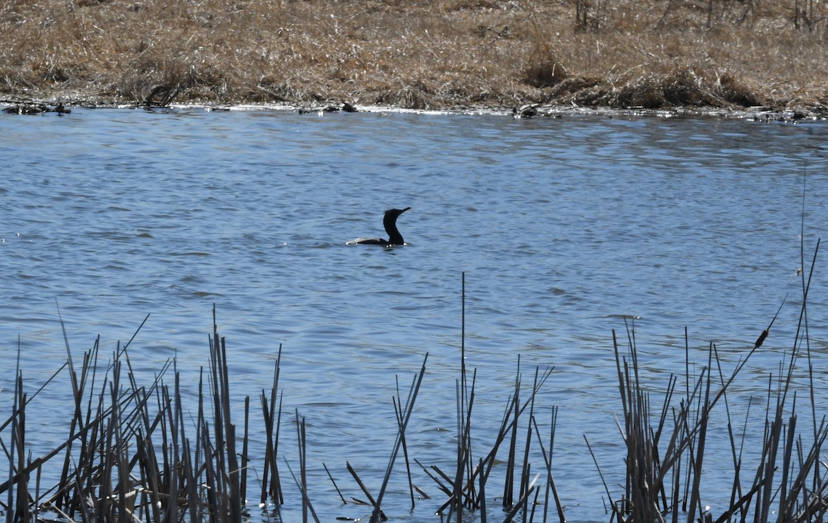 Double-crested Cormorant - ML617217194