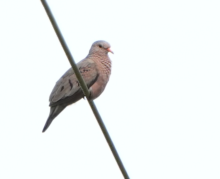 Common Ground Dove - Dave Bowman