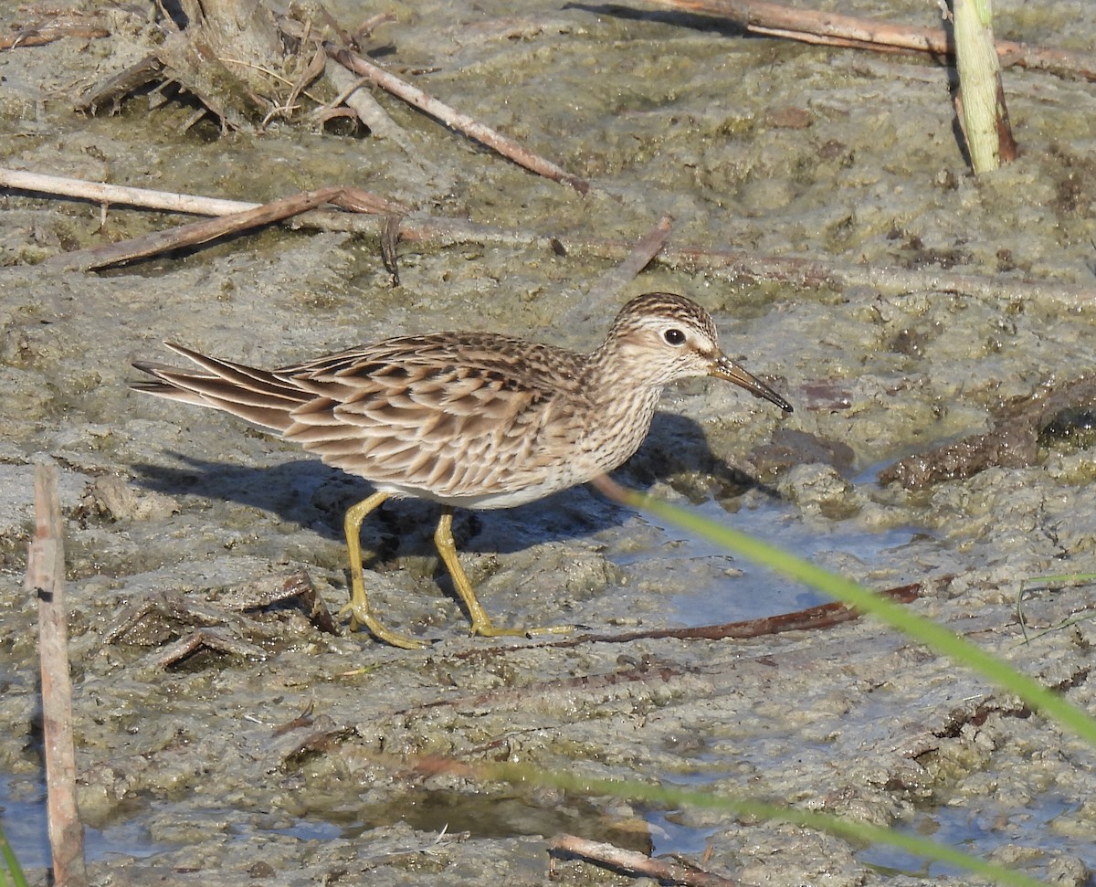 Bécasseau à poitrine cendrée - ML617217295