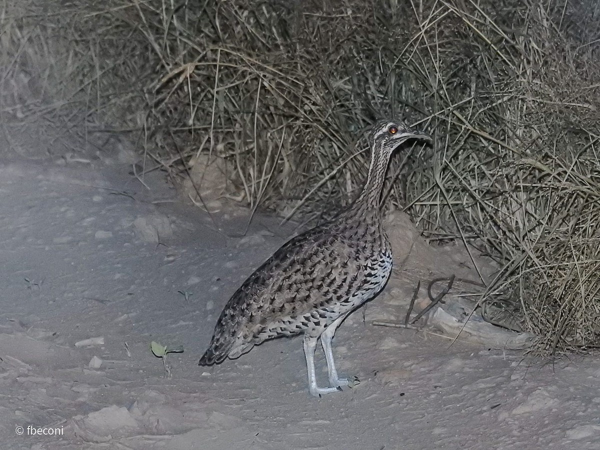 Quebracho Crested-Tinamou - ML617217305