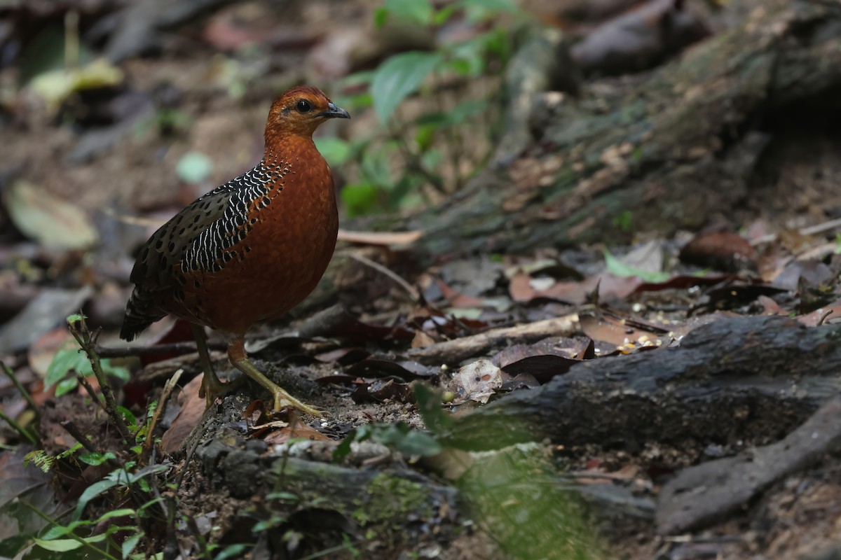 Ferruginous Partridge - ML617217323