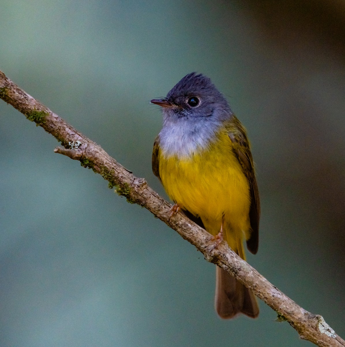 Gray-headed Canary-Flycatcher - ML617217324