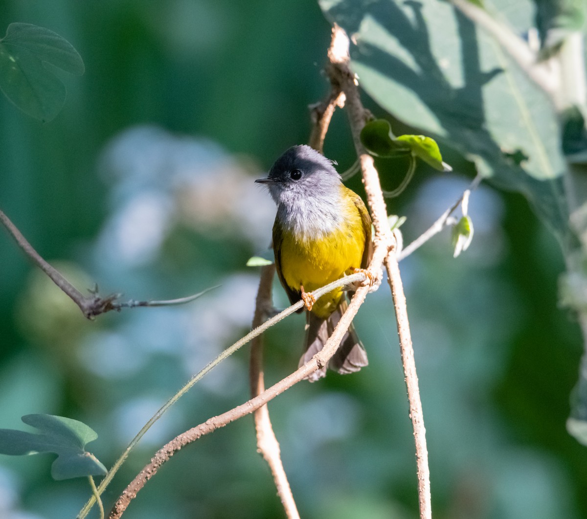 Gray-headed Canary-Flycatcher - Arun Raghuraman