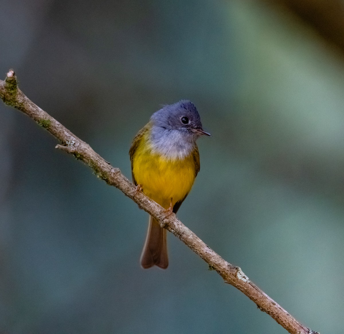 Gray-headed Canary-Flycatcher - Arun Raghuraman