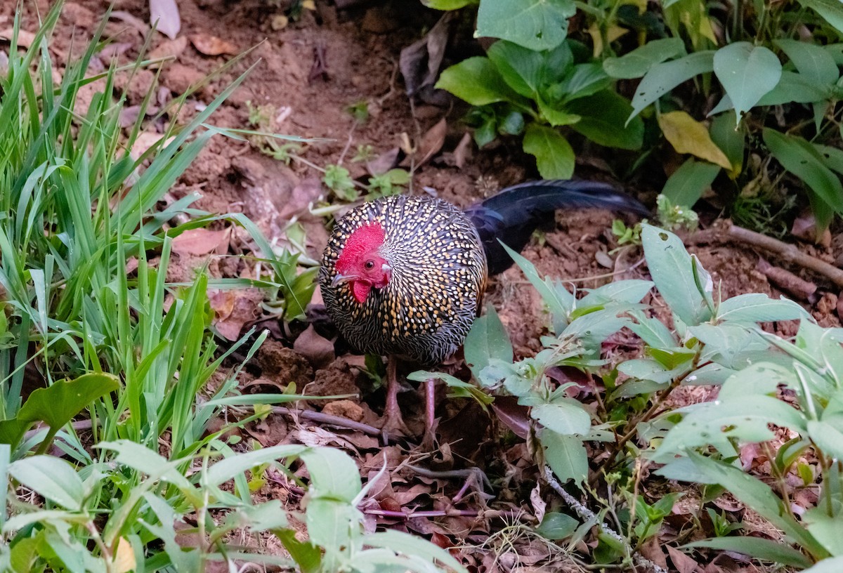 Gray Junglefowl - ML617217329