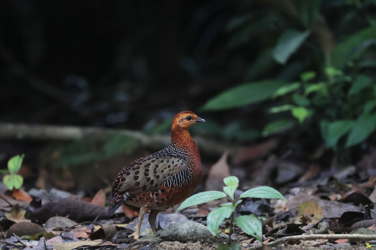 Ferruginous Partridge - ML617217344