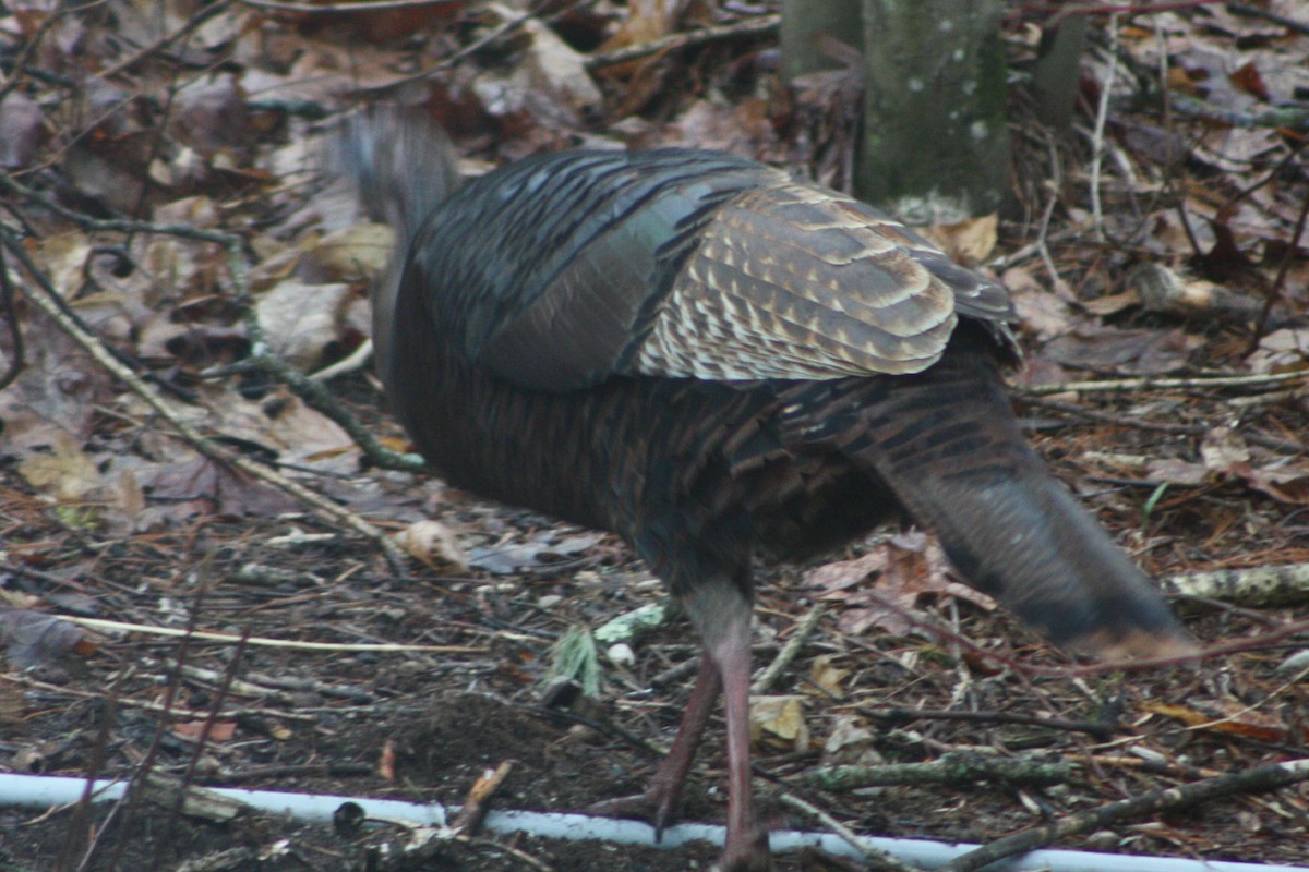 Wild Turkey - ML617217364