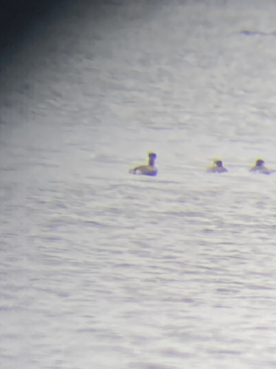 Red-necked Grebe - ML617217375