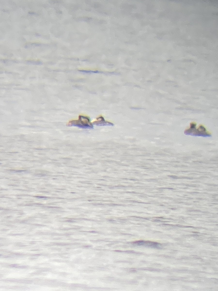 Red-necked Grebe - ML617217376