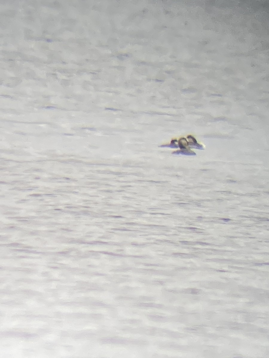 Red-necked Grebe - ML617217378