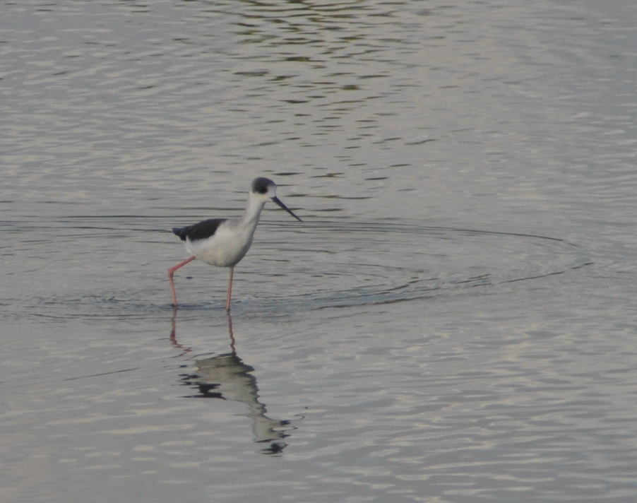 Black-winged/Pied Stilt - ML617217399