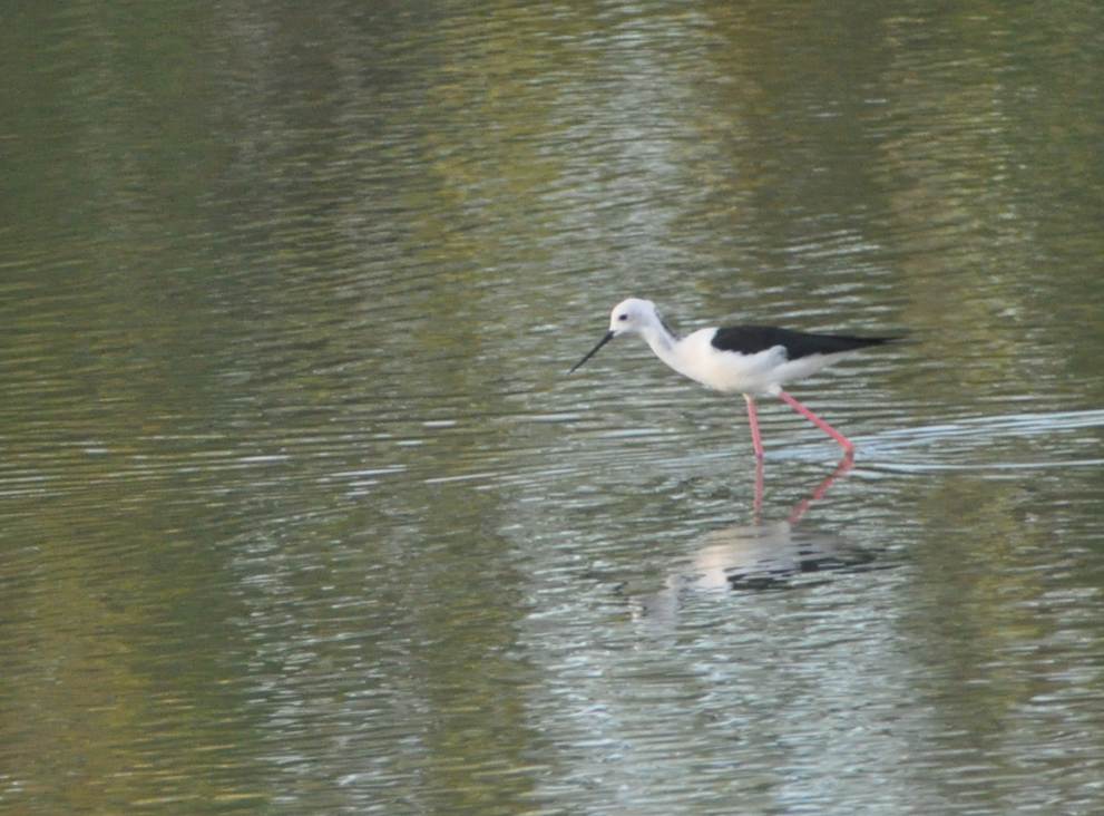 Black-winged/Pied Stilt - ML617217400