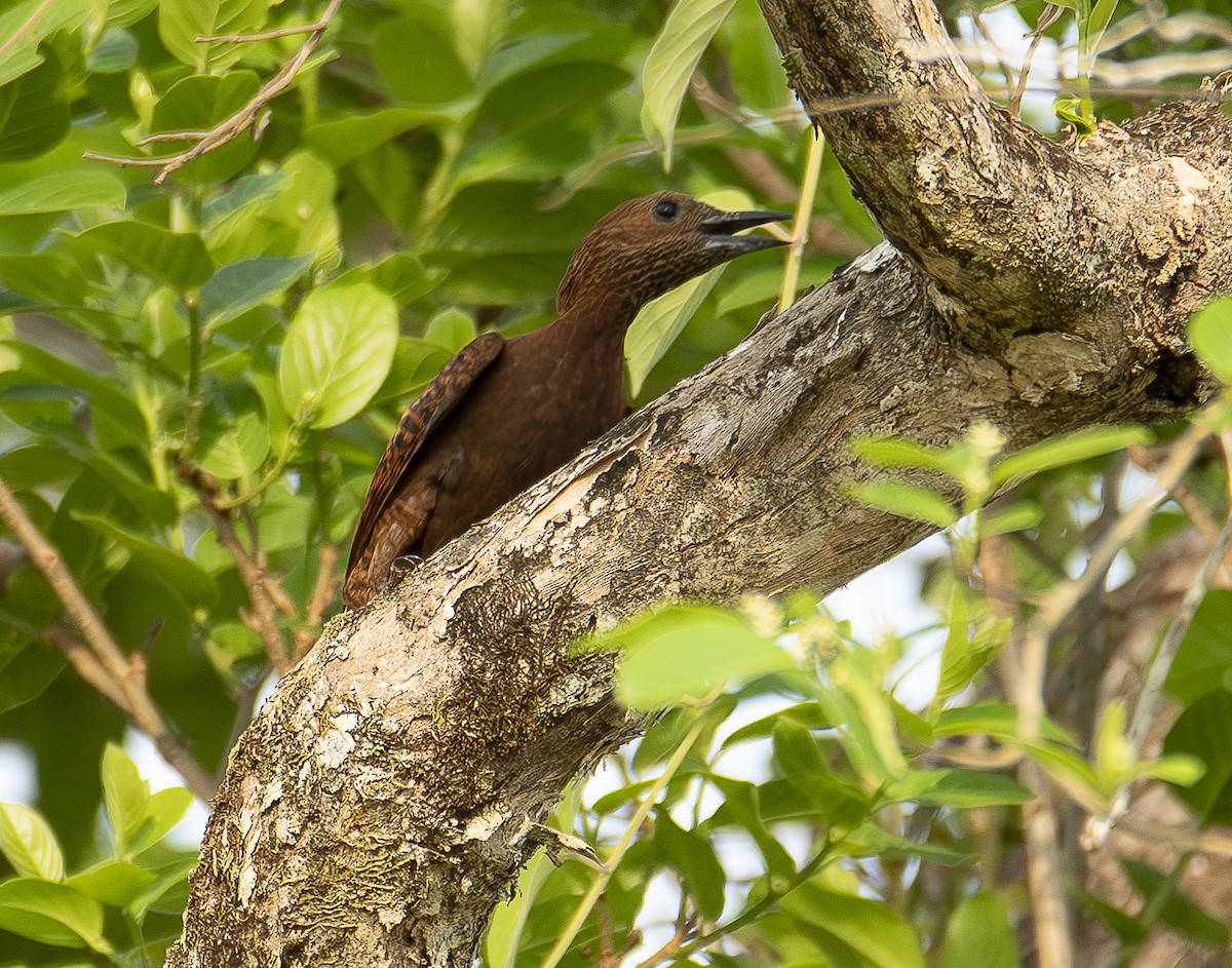 Rufous Woodpecker - A Huang Winoto