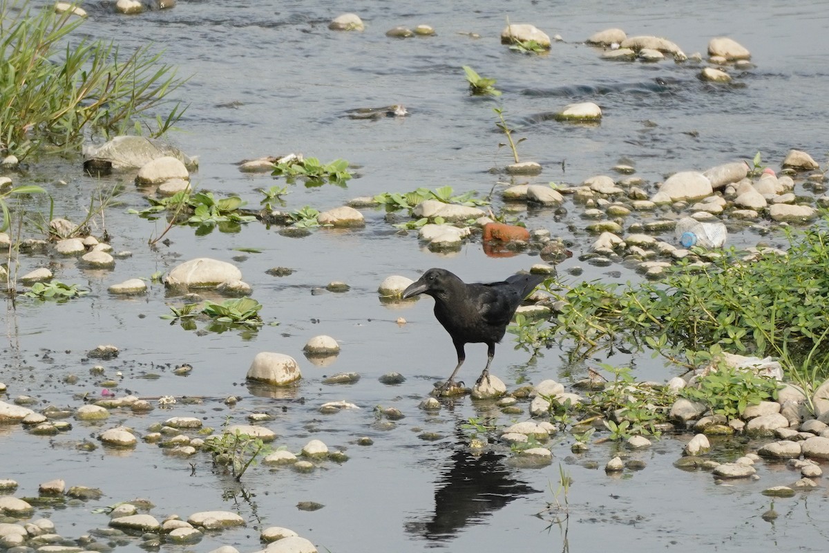 Large-billed Crow - ML617217460