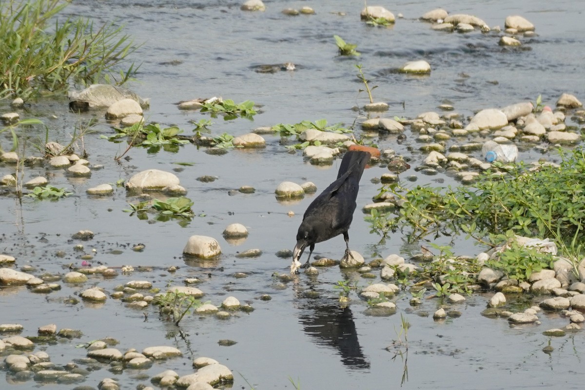 Large-billed Crow - ML617217461