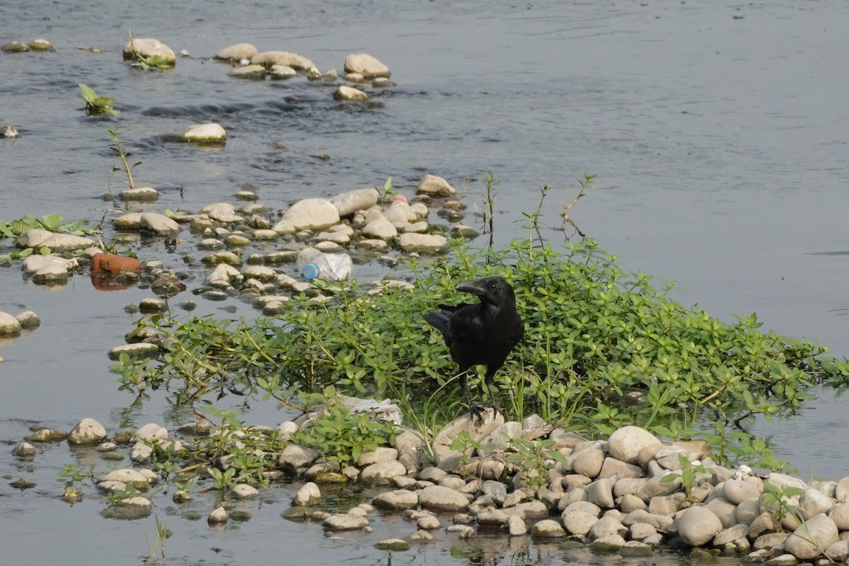 Large-billed Crow - ML617217462
