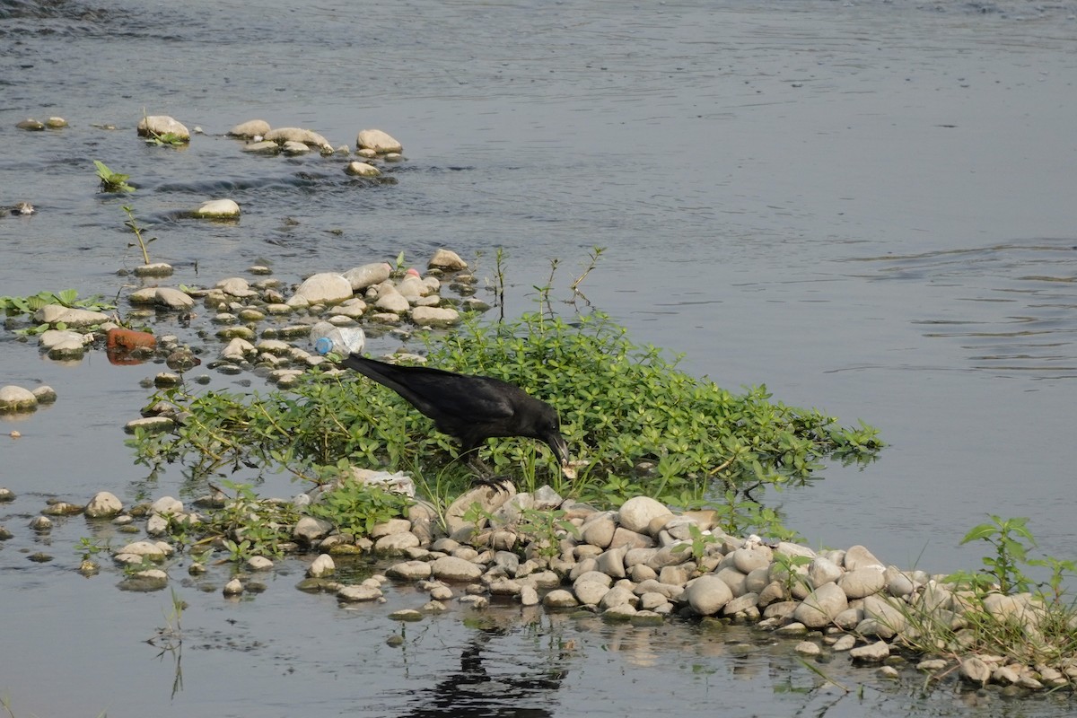 Large-billed Crow - ML617217463