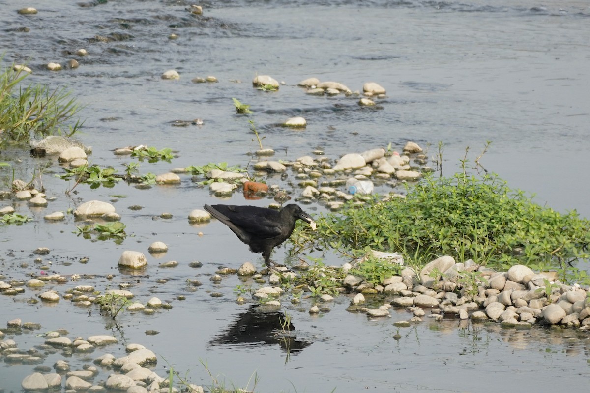 Large-billed Crow - ML617217464