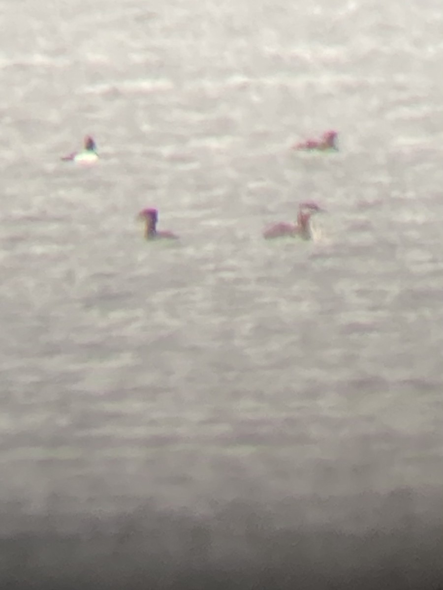 Red-necked Grebe - ML617217466