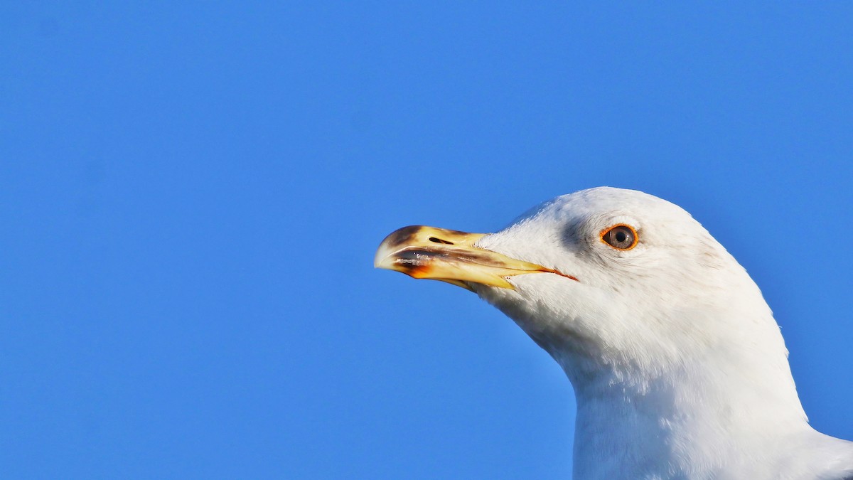 Gaviota Patiamarilla - ML617217559