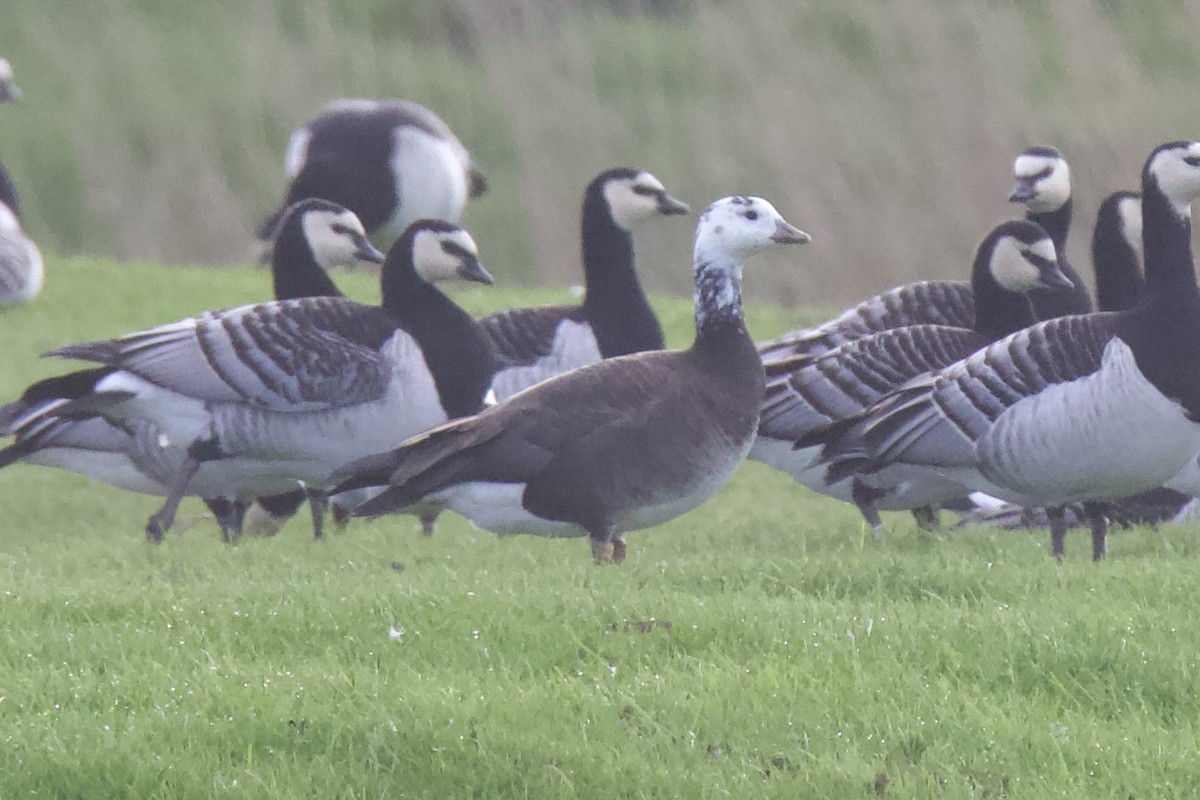 Snow x Barnacle Goose (hybrid) - ML617217565