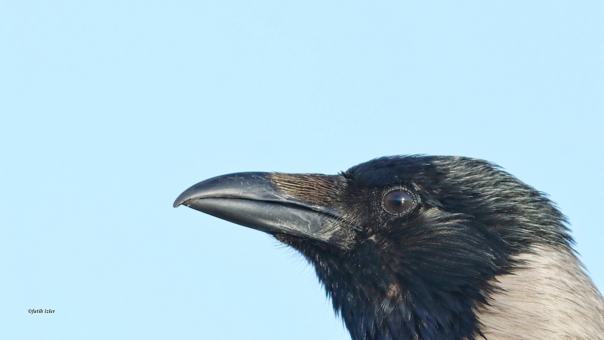 Hooded Crow - Fatih Izler