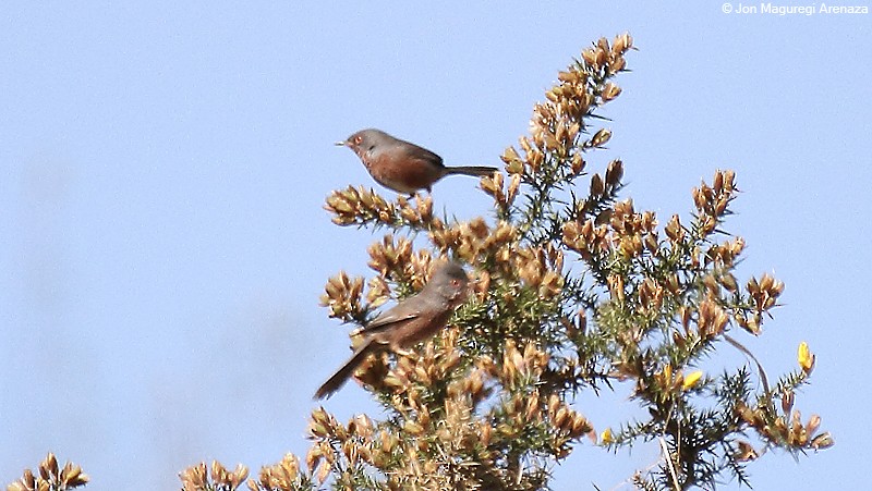 Dartford Warbler - ML617217604