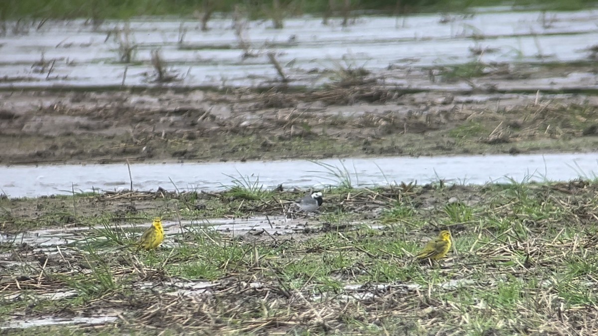 Western Yellow Wagtail (flavissima/lutea) - ML617217614