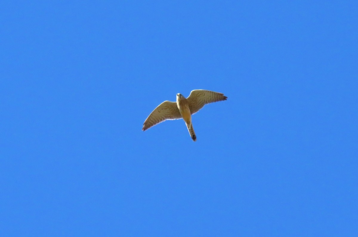 Eurasian Kestrel (Eurasian) - Abdessamad ENNOURY