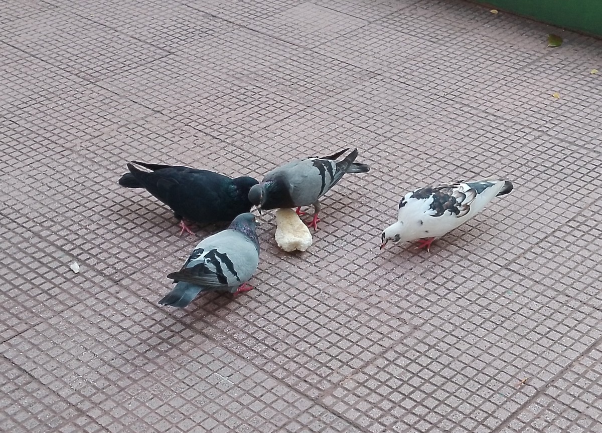 Rock Pigeon (Feral Pigeon) - ML617217682