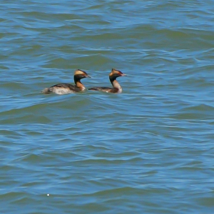 Horned Grebe - Meredith Meyer