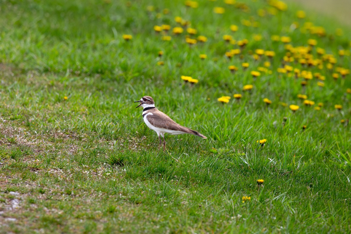 Killdeer - ML617217748