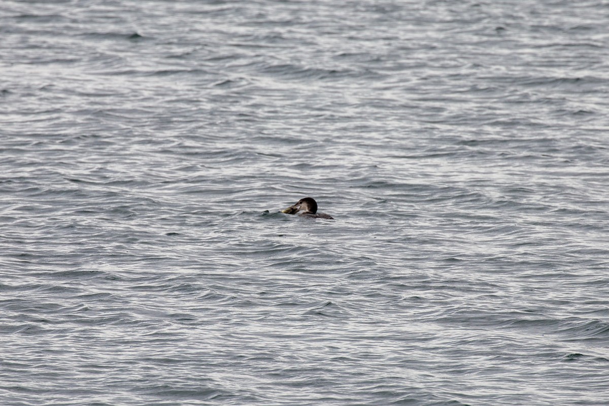 Common Loon - Chris Denzel