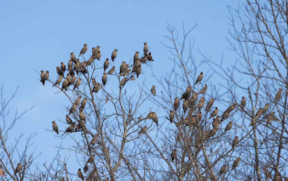 Bohemian Waxwing - Jay McGowan