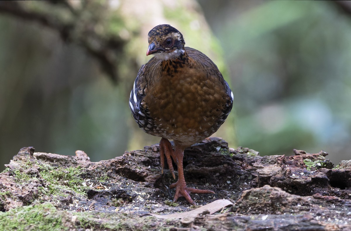 Red-breasted Partridge - Matthieu Chotard