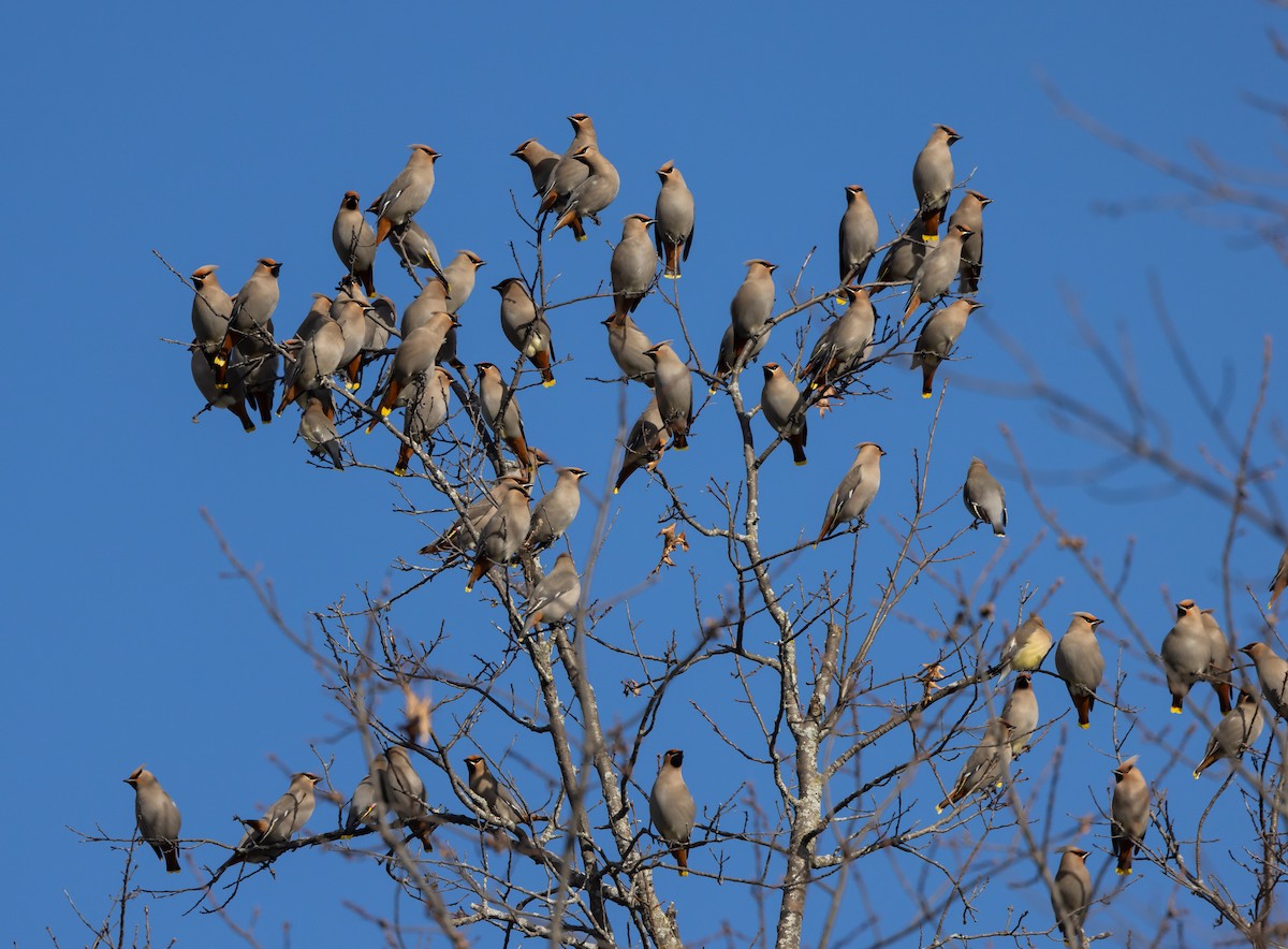 Bohemian Waxwing - Jay McGowan