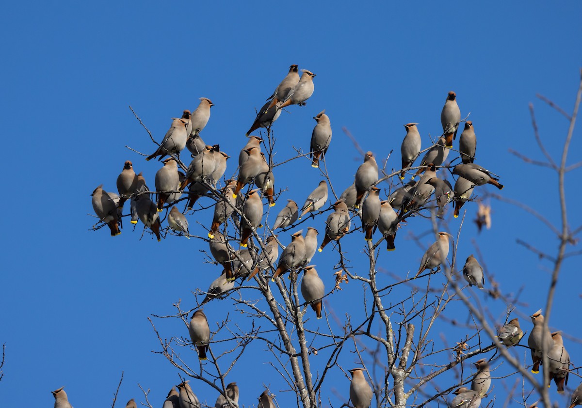 Bohemian Waxwing - Jay McGowan