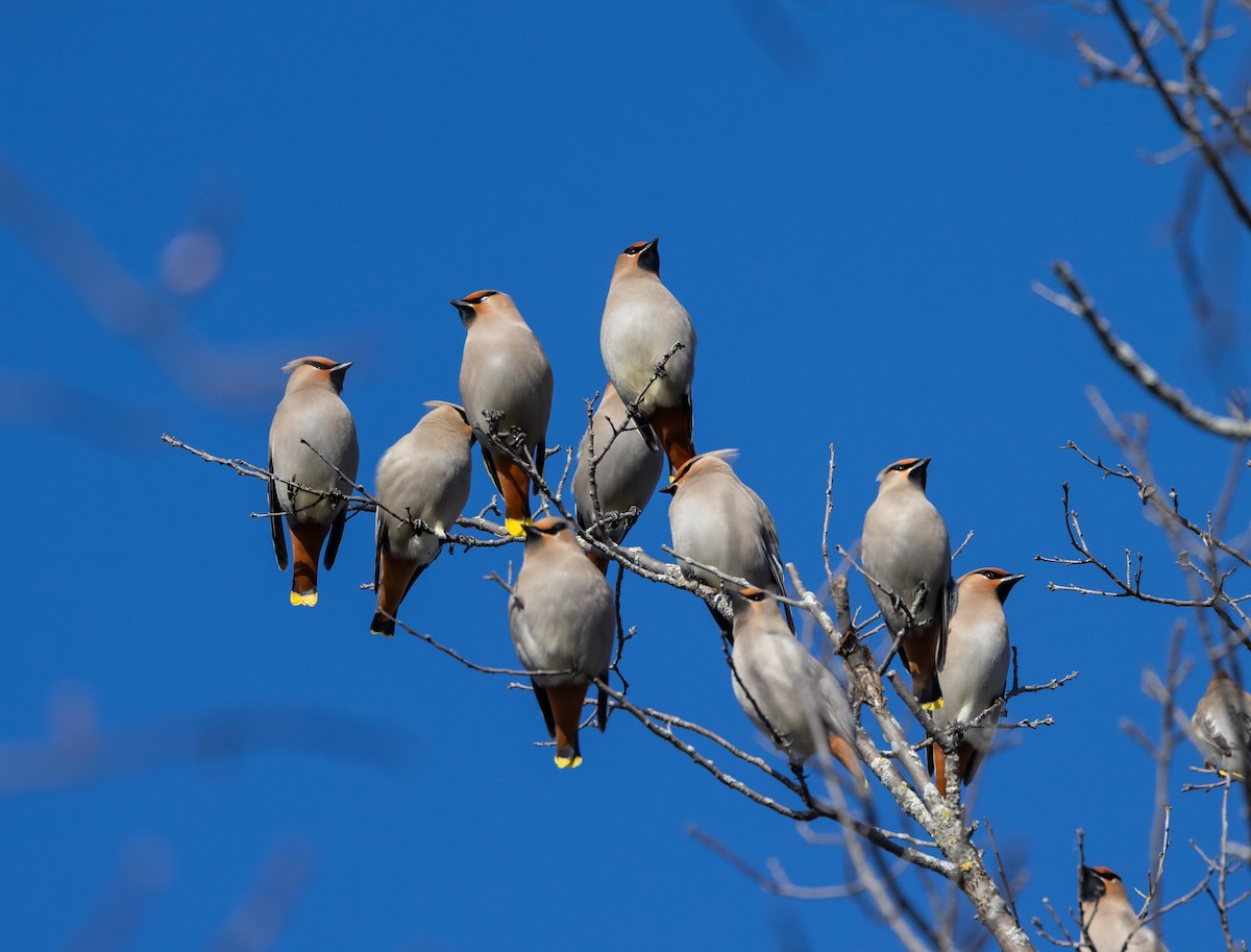 Bohemian Waxwing - ML617217792