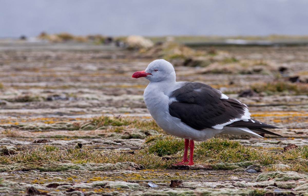 Dolphin Gull - Anonymous