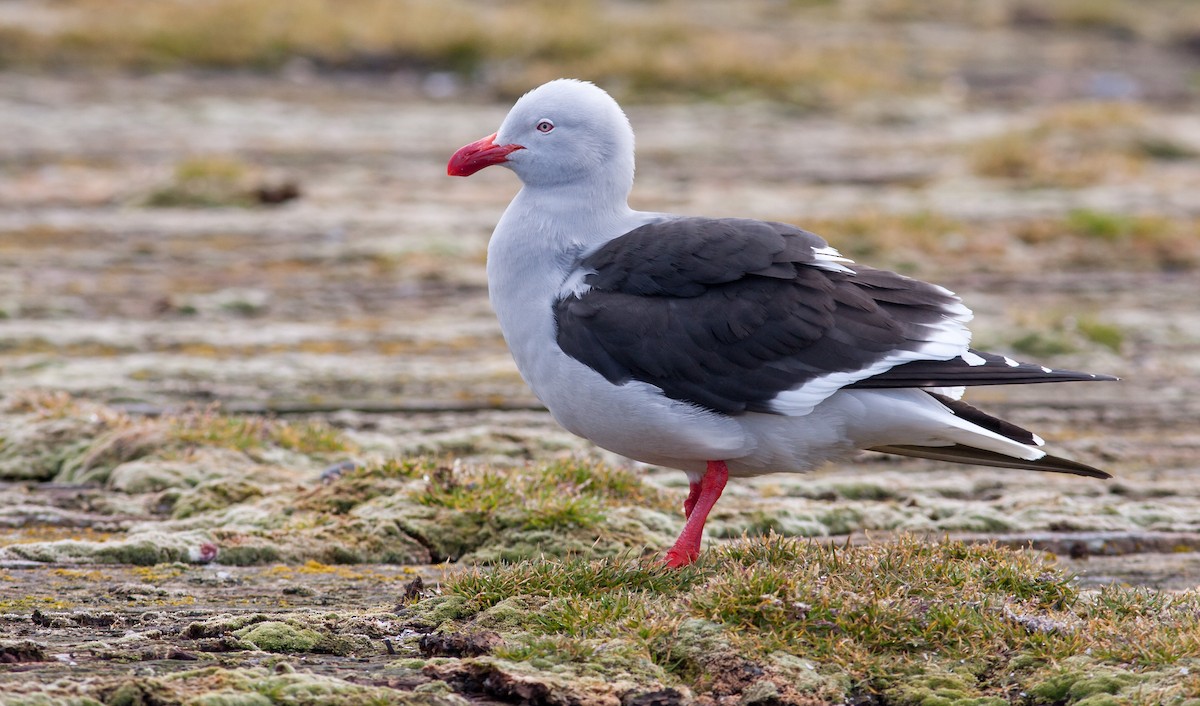 Dolphin Gull - Anonymous