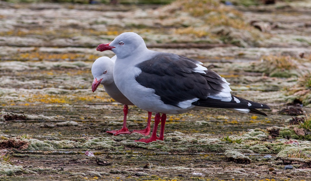 Dolphin Gull - Anonymous