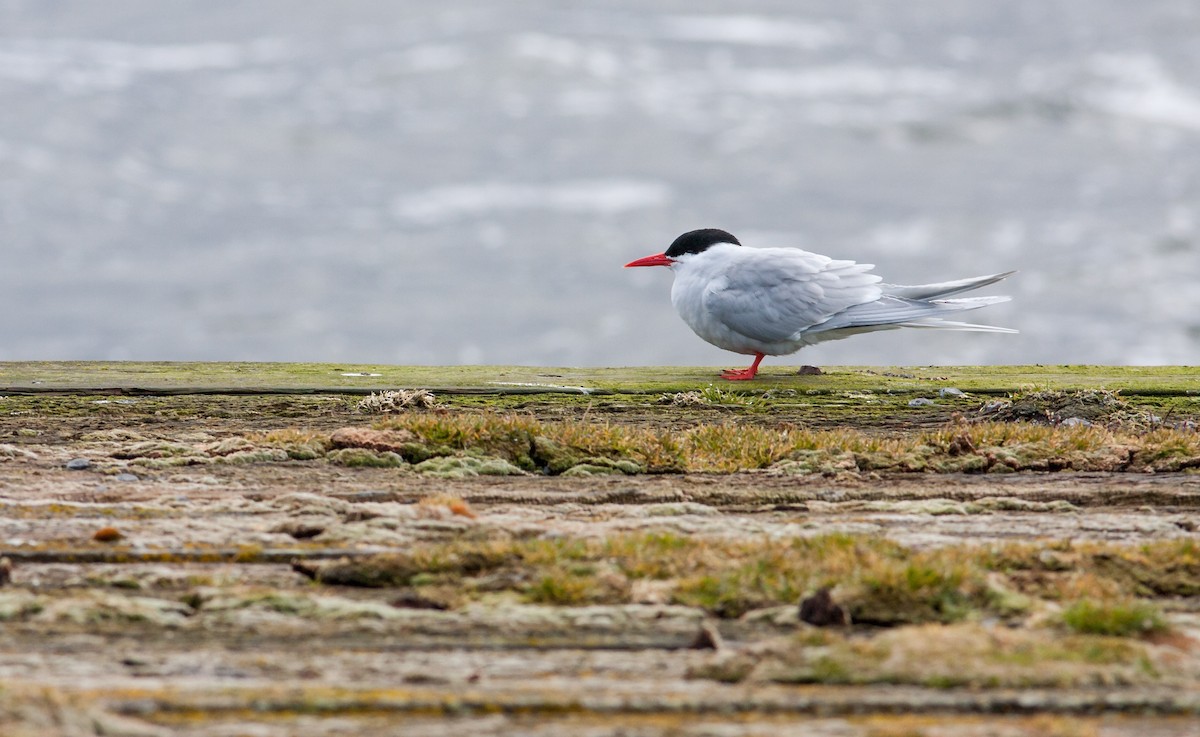 South American Tern - Anonymous