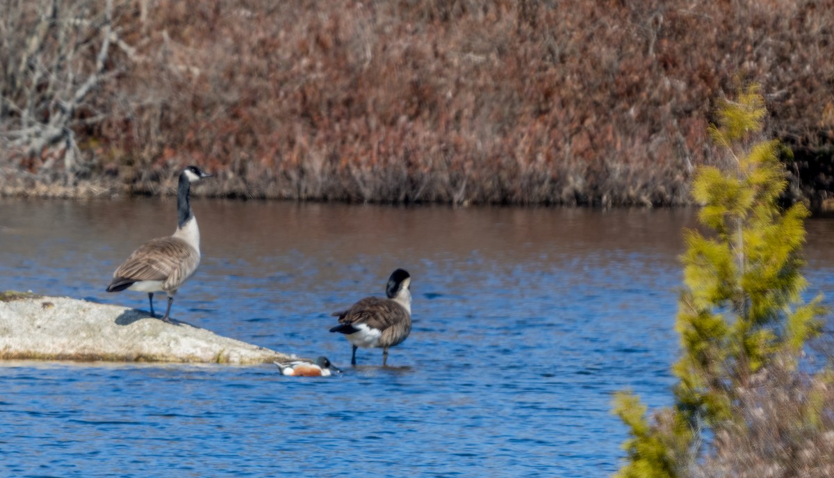 Canada Goose - ML617217822