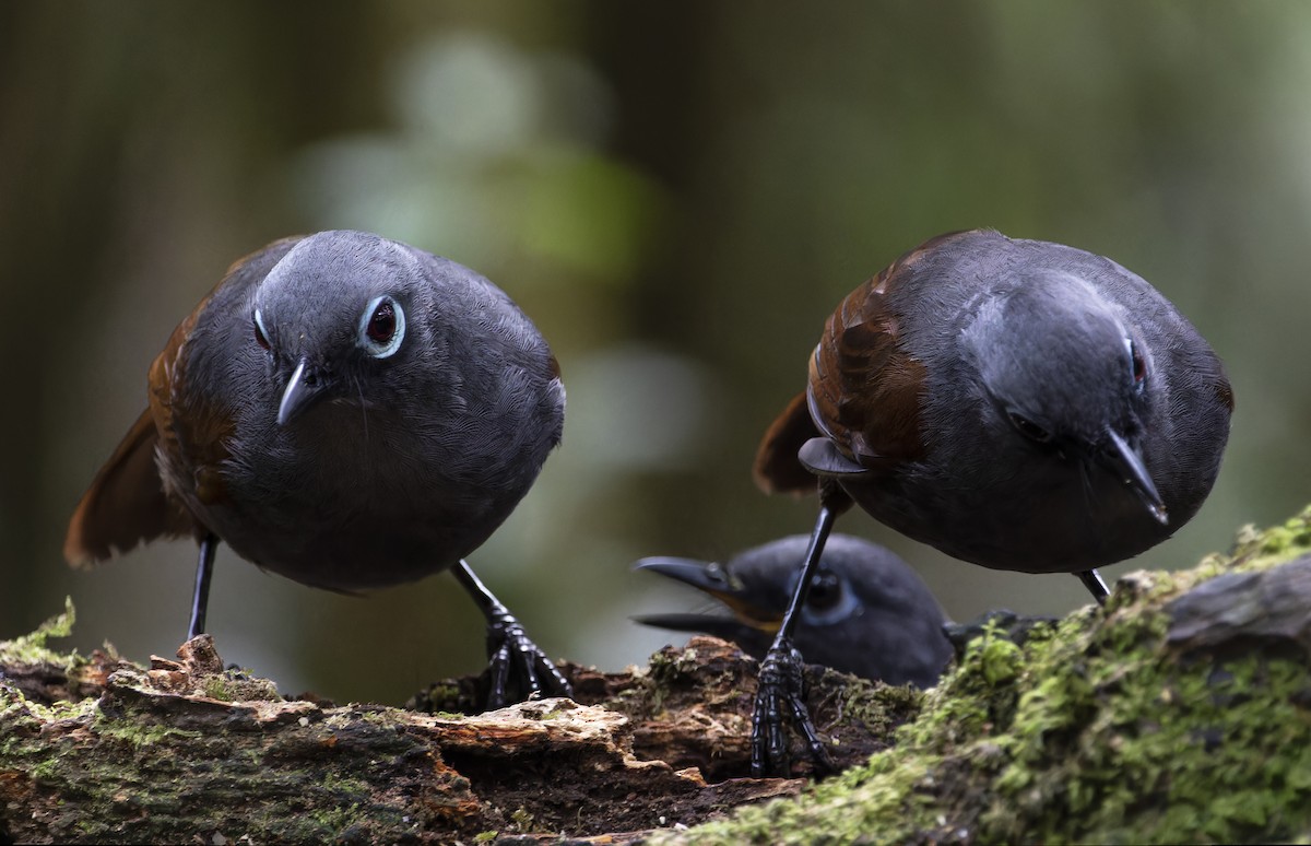 Sunda Laughingthrush - Matthieu Chotard